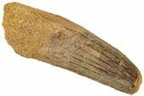 Fossil Spinosaurus Tooth - Real Dinosaur Tooth #312977-1